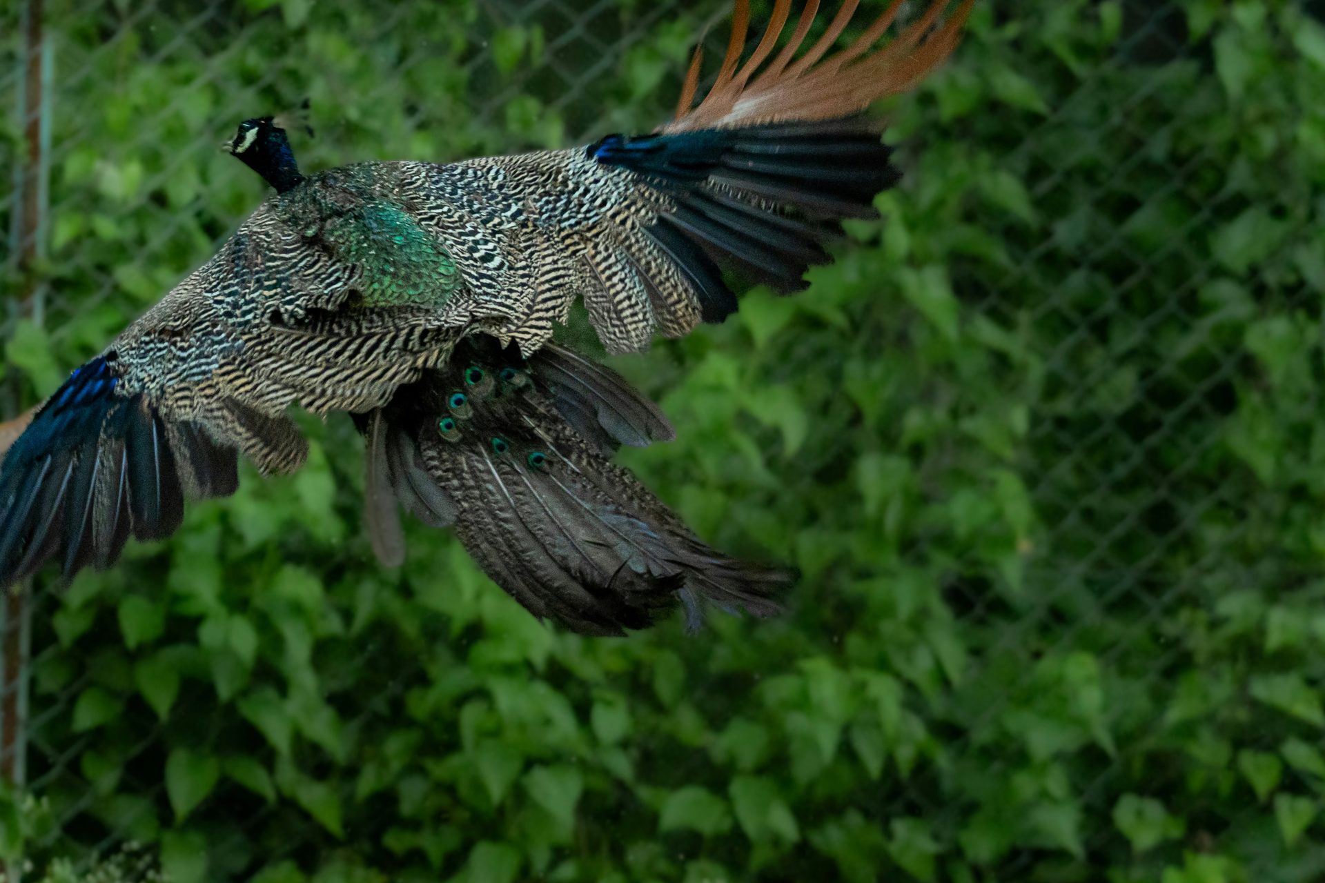 Peacock in flight