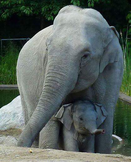 Elephant with its calf