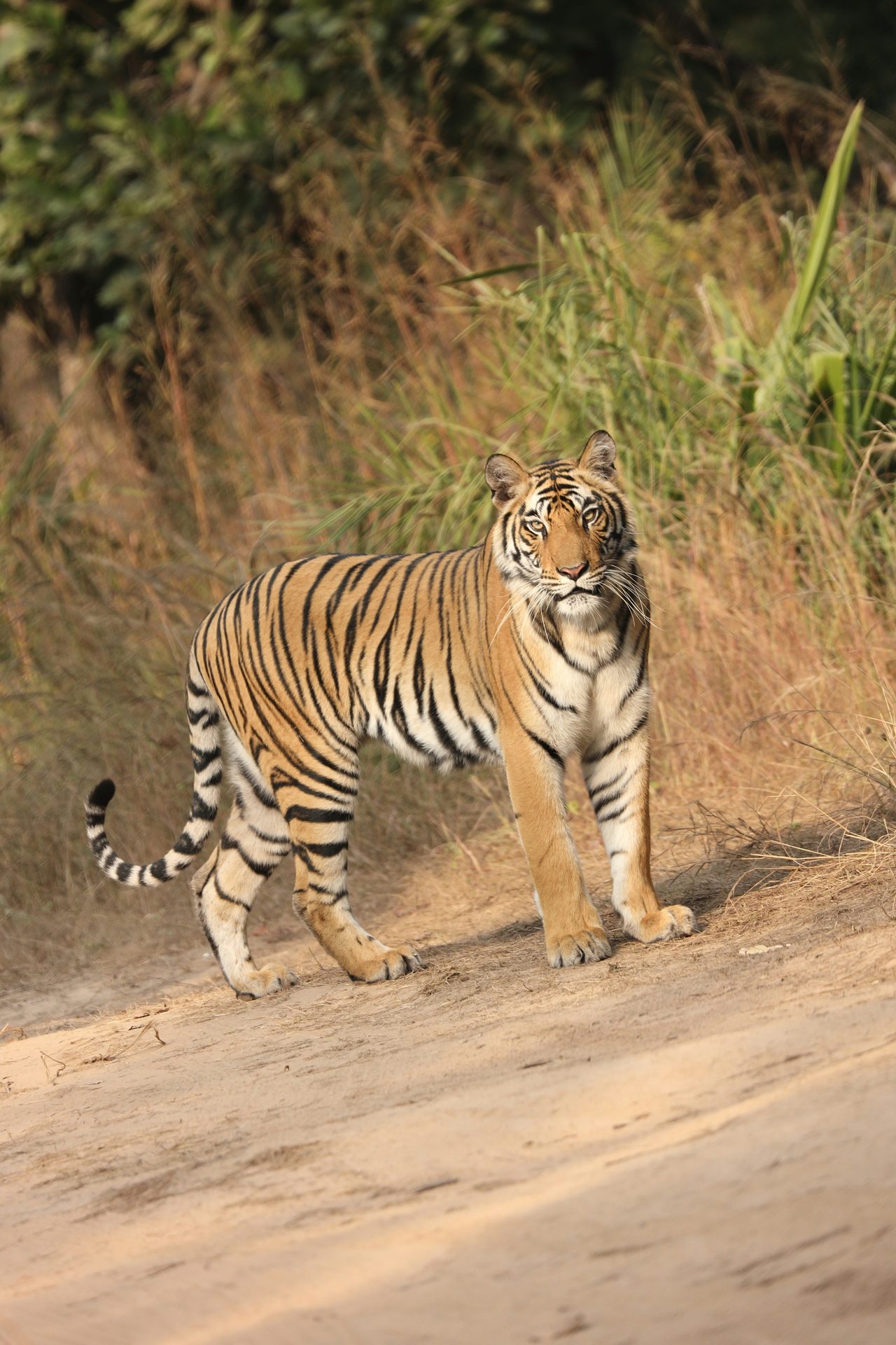 Royal Bengal tiger spotted during a jungle safari in Chitwan