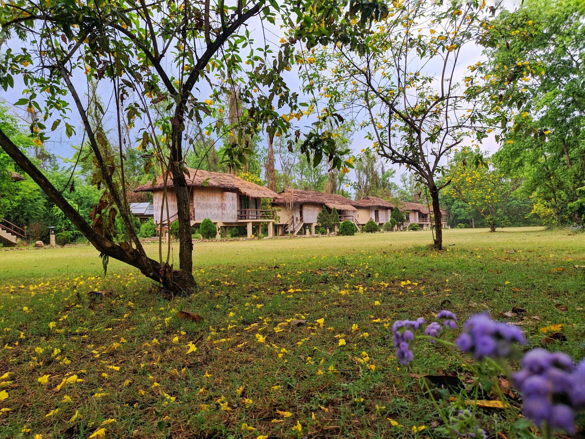 Villas seen from the garden at Green Jungle Resort